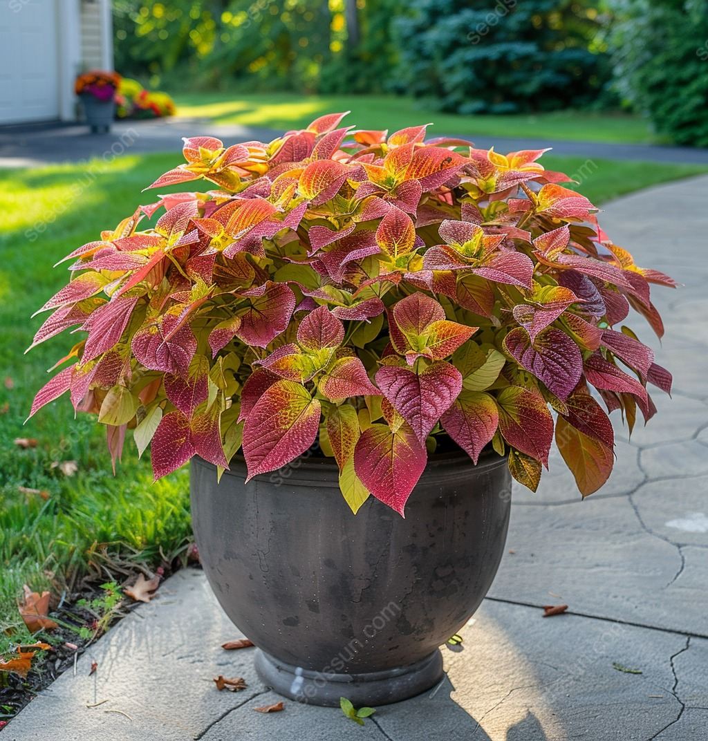 Coleus Seeds