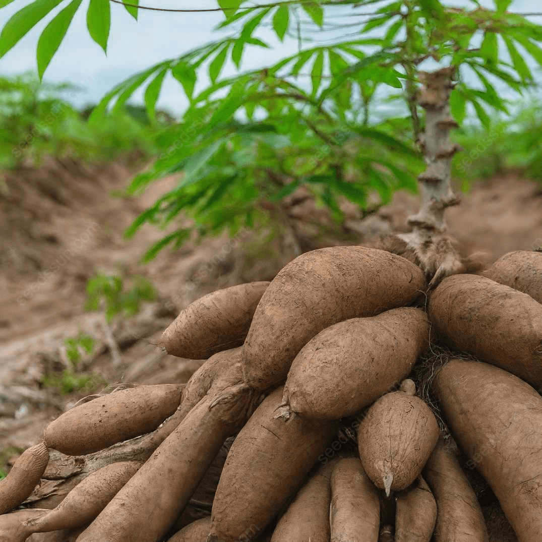 Giant Cassava Seeds