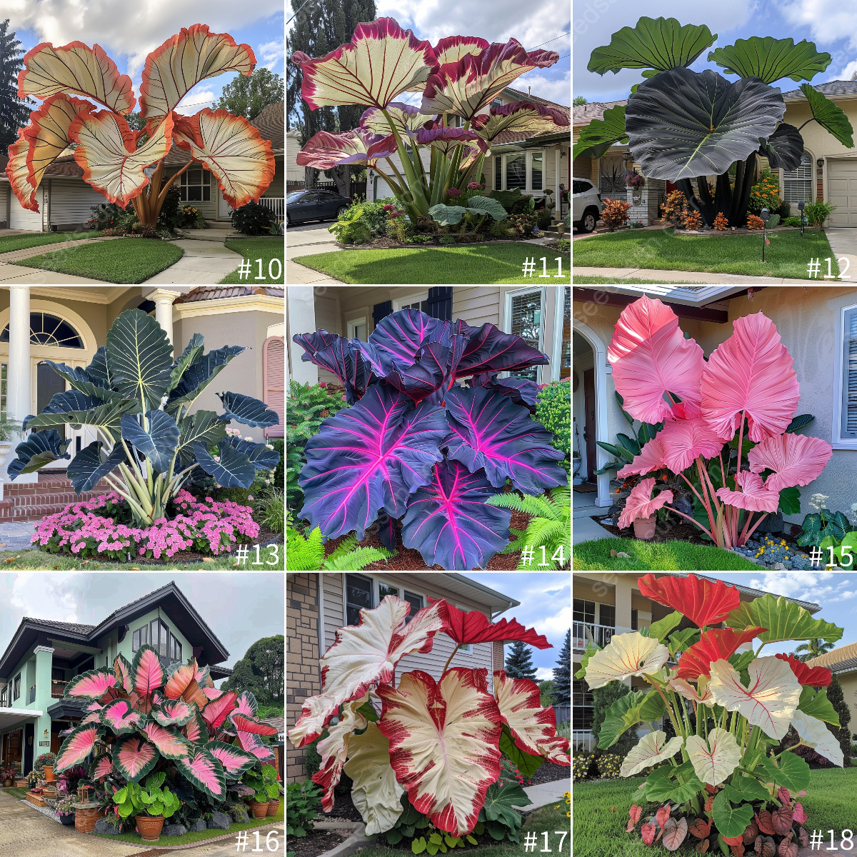 Giant Caladium Seeds