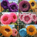✅Teddy Bear Color Blends#1