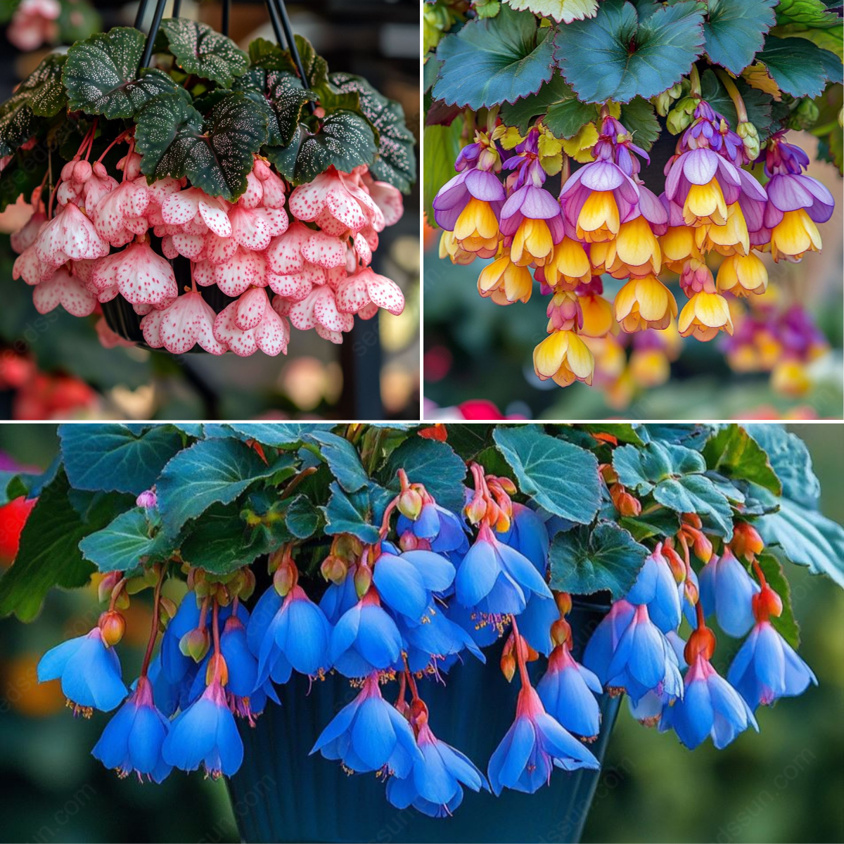 Weeping Begonia Seeds