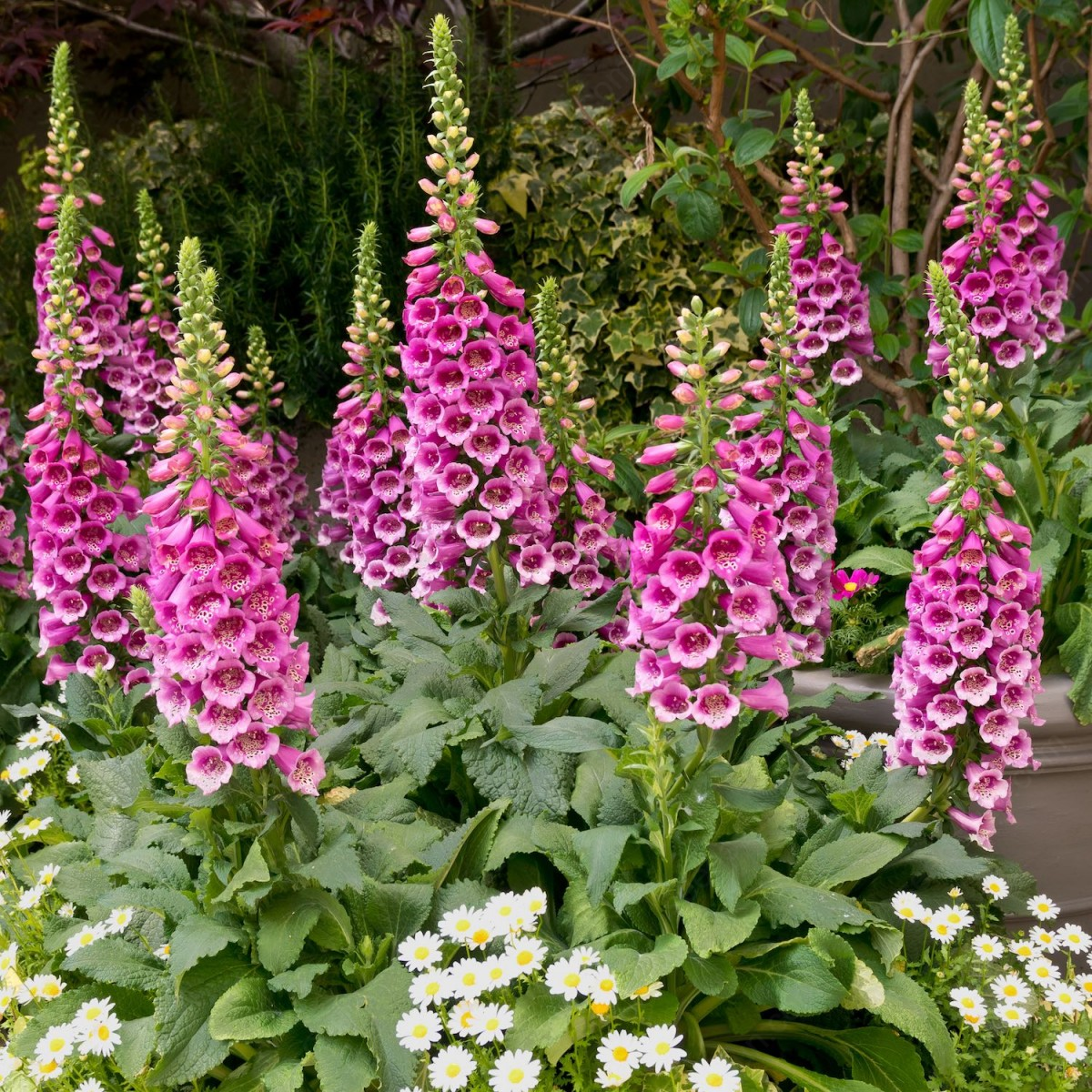 Foxglove Seeds