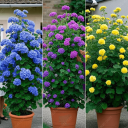 Blue+Purple+Yellow