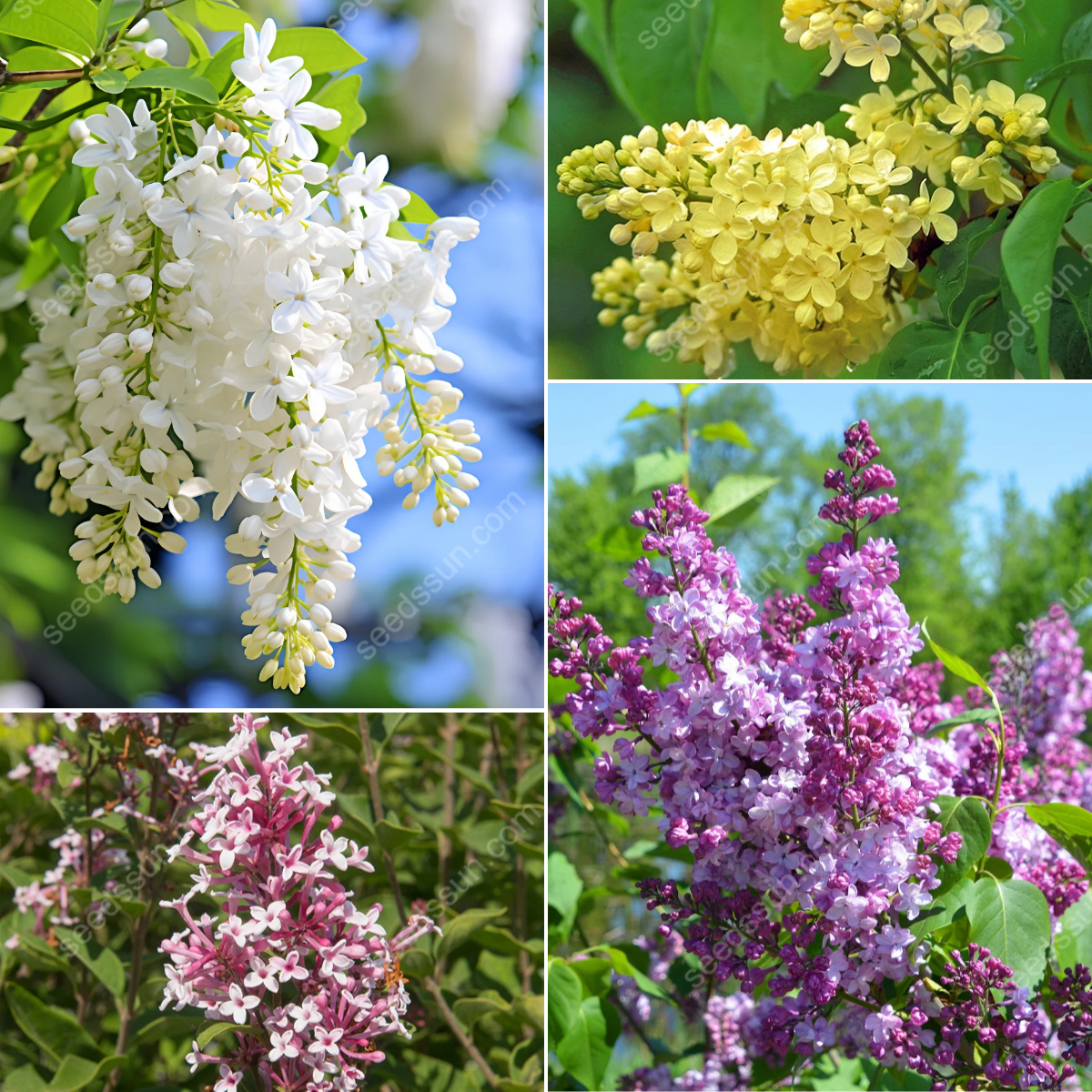 Syringa Vulgaris Seeds💜Last Day Sale - 60% OFF🔥