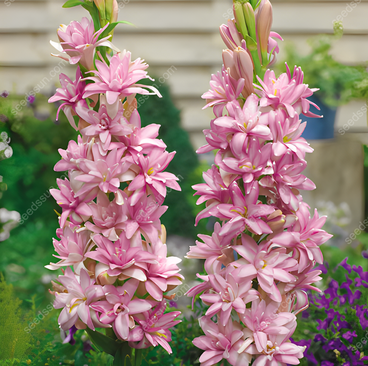 Tuberose Seeds