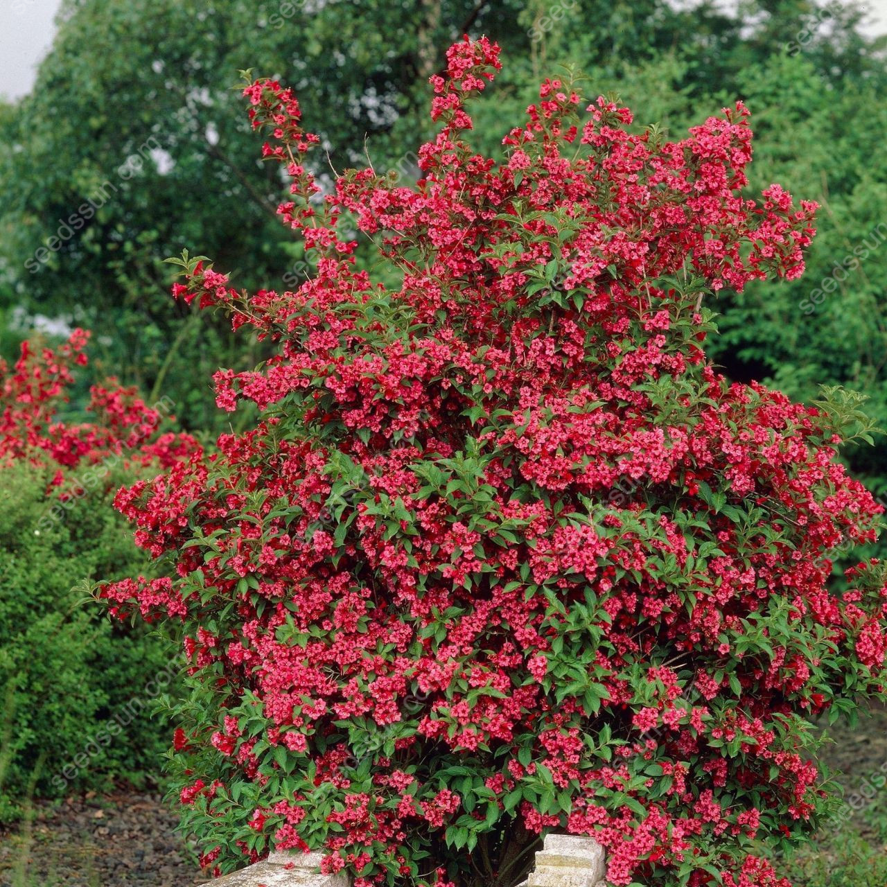 Weigela Florida Seeds