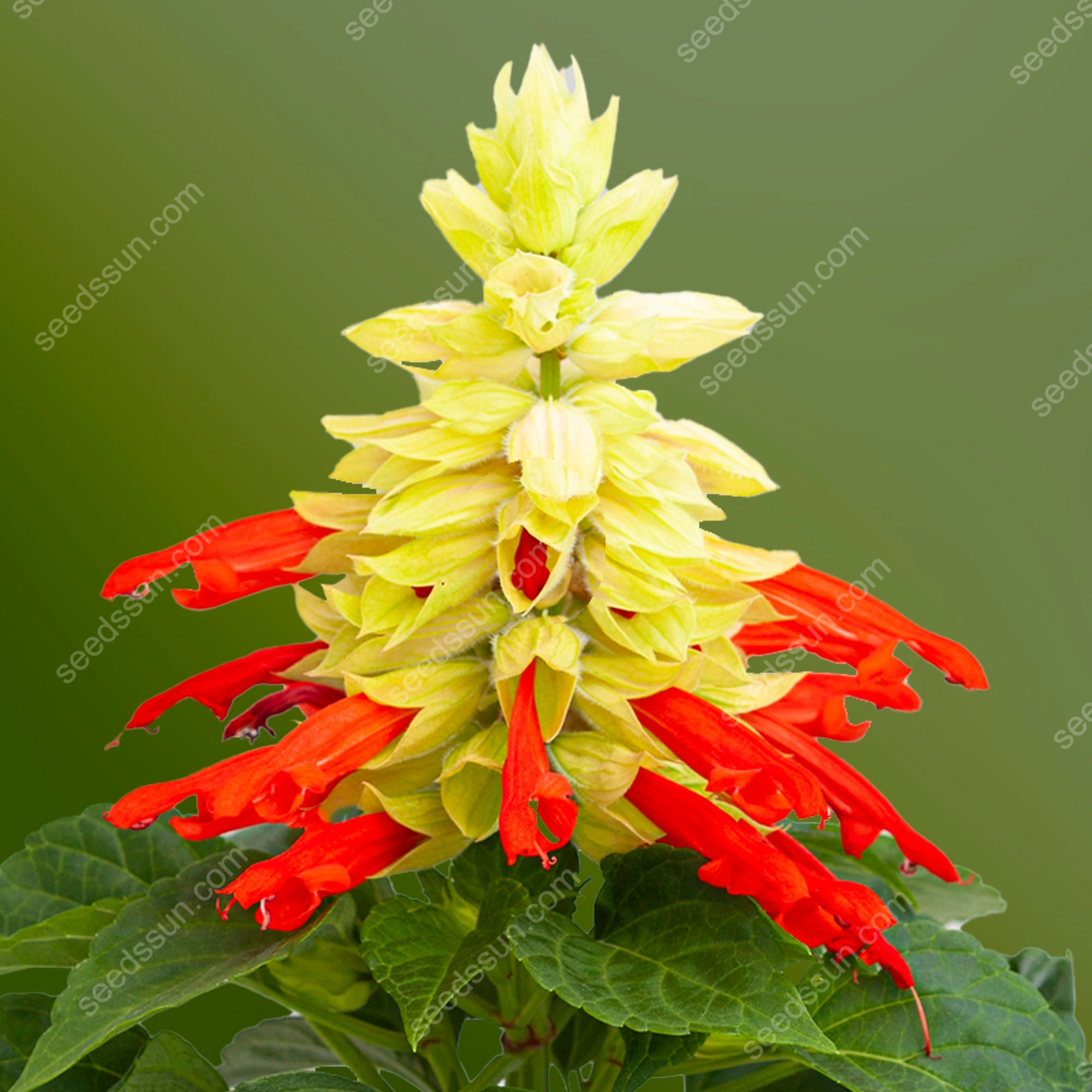 Salvia Splendens Seeds