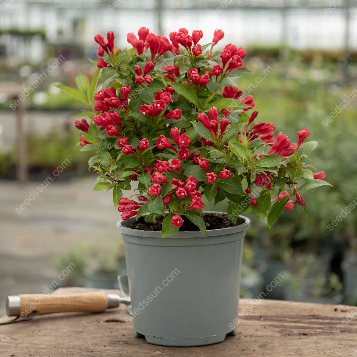 Weigela Florida Seeds