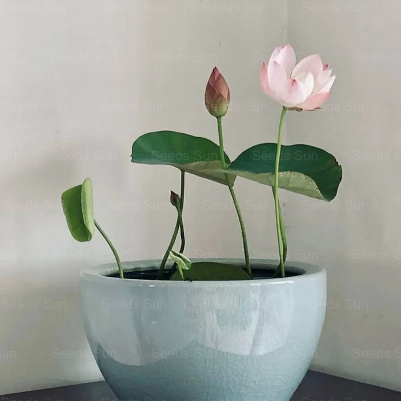 Soilless Hydroponics For Easy Cultivation - Bowl Lotus Seeds