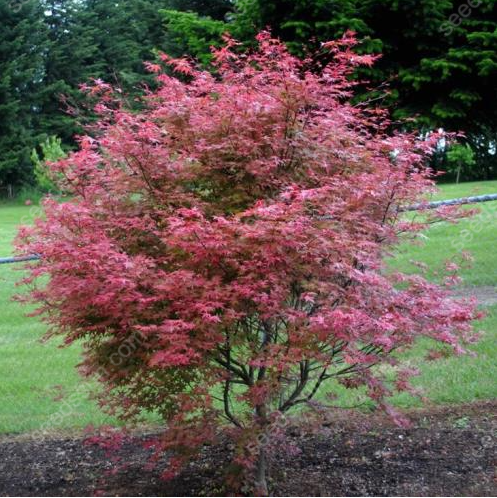 Acer Palmatum Seeds