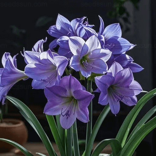 Amaryllis Bulbs – A Beautiful Addition To Your Garden