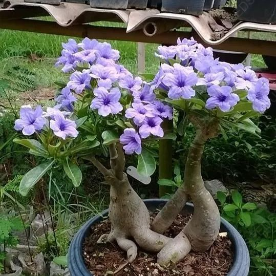 Desert Rose Seeds