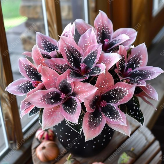 Night Sky Coleus Seeds