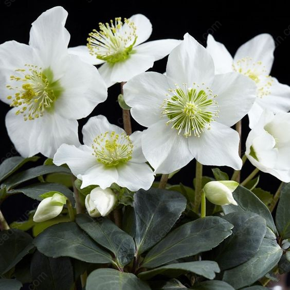 Helleborus Seeds