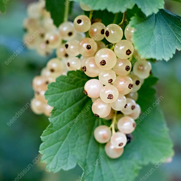 Currant Seeds