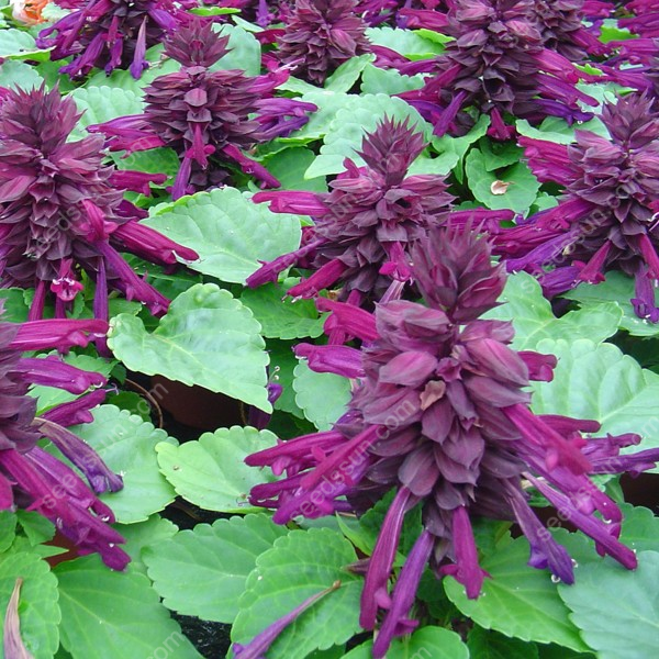 Salvia Splendens Seeds