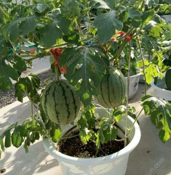 Watermelon Seeds🍉Last Day Sale - 60% OFF
