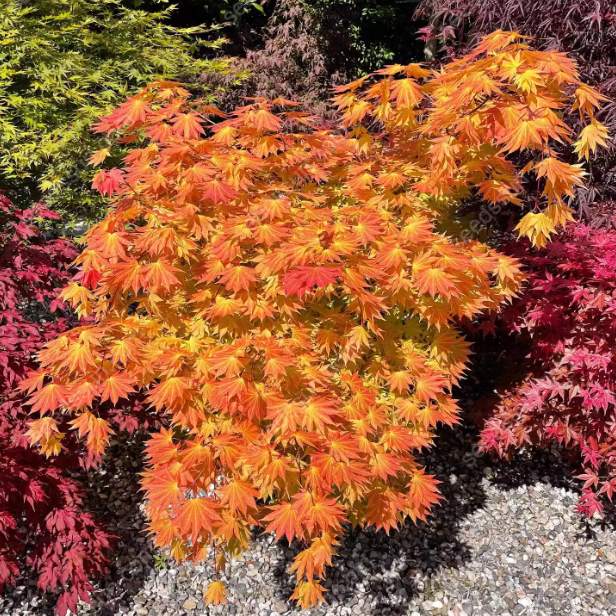 Acer Palmatum Seeds