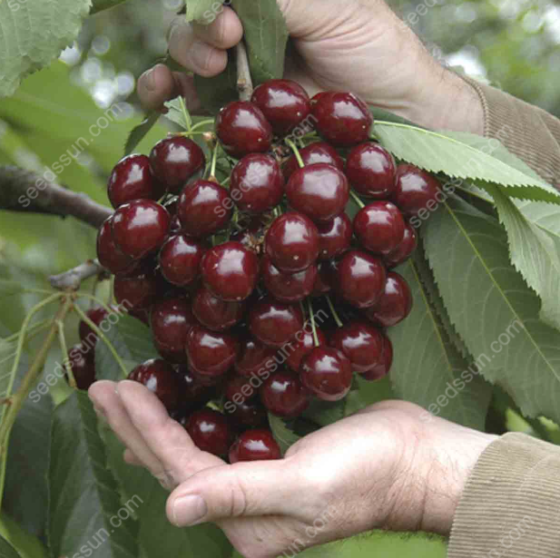 Prunus avium Sweet Cherry Seeds