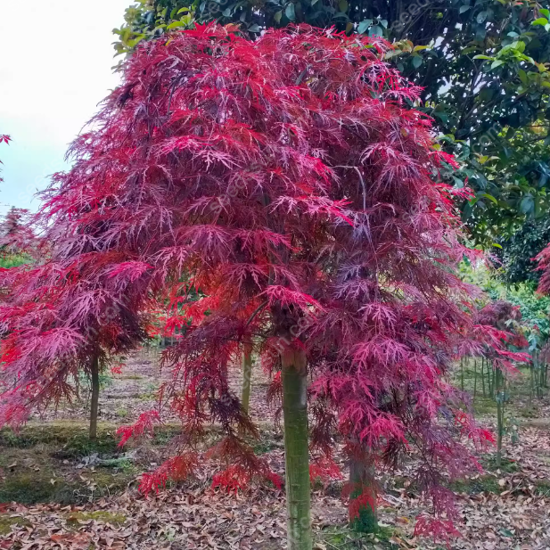 Acer Palmatum Seeds