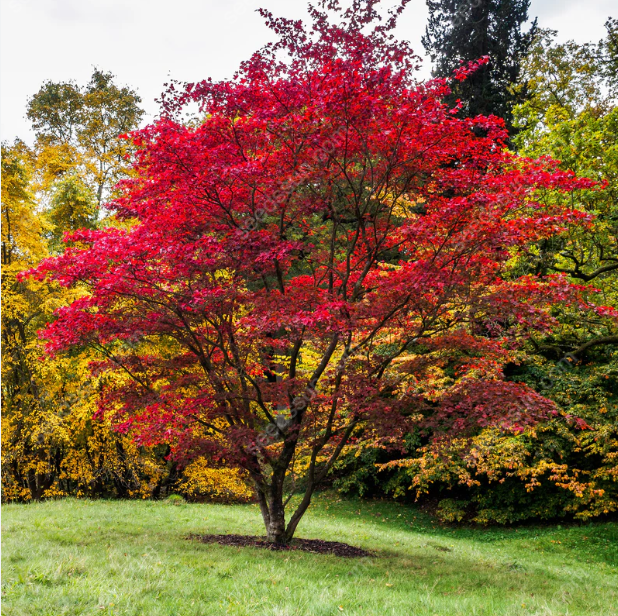 Acer Palmatum Seeds