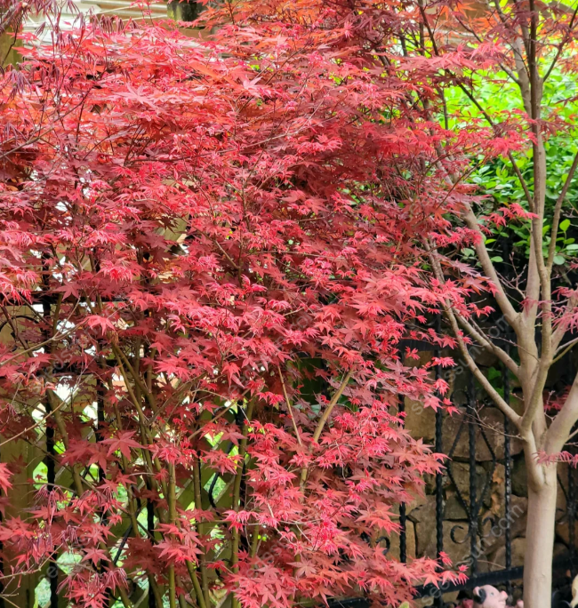 Acer Palmatum Seeds