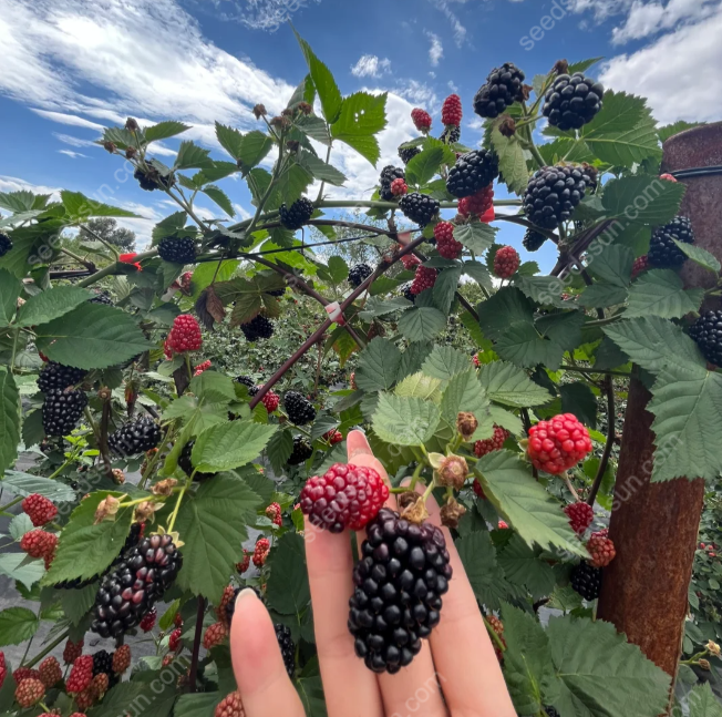 Giant Blackberry Seeds