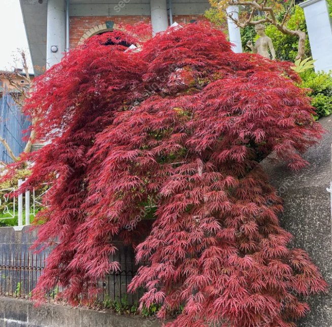 Acer Palmatum Seeds