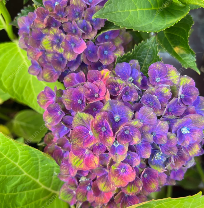 Rare Hydrangea Seeds