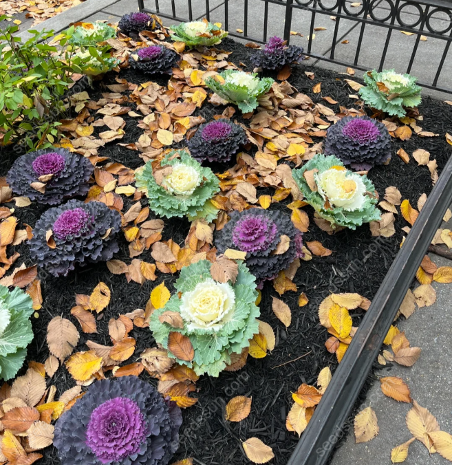 Brassica oleracea var. acephala Seeds