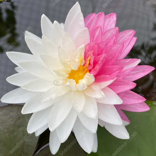 Nymphaea 'James Brydon' Seeds