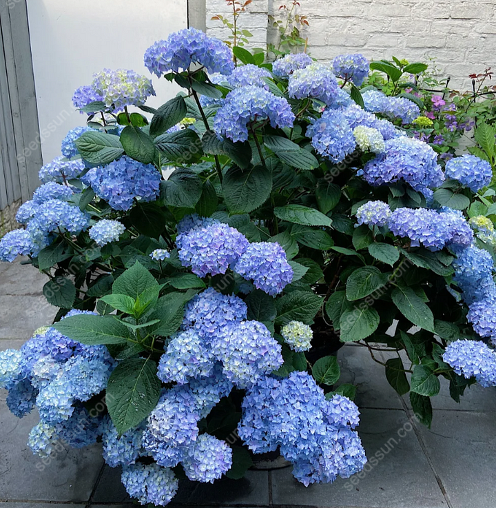 Rare Hydrangea Seeds