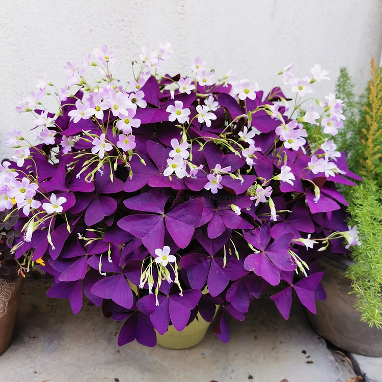 Oxalis Triangularis Seeds
