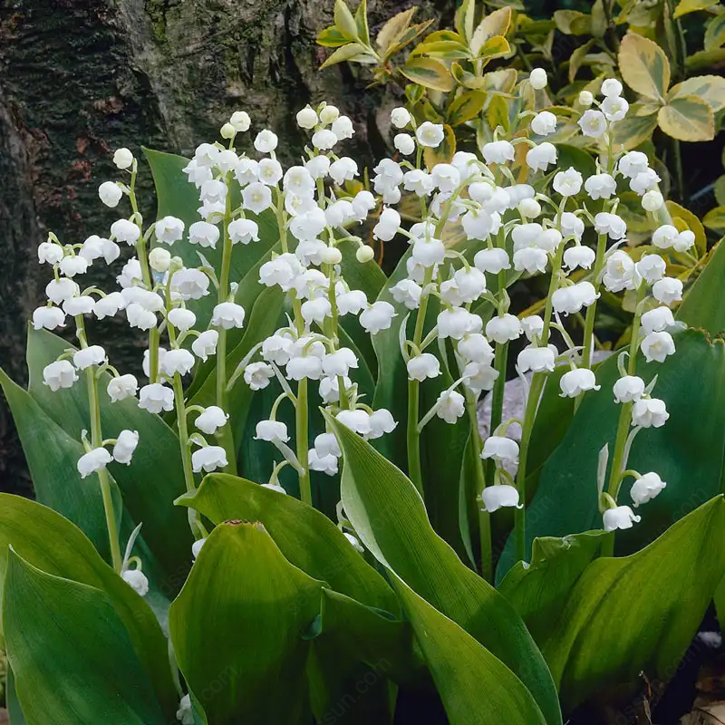 Lily of the Valley Seeds Four Seasons Flowers Sleeping Plants