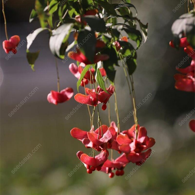 Mascagnia Macroptera Seeds