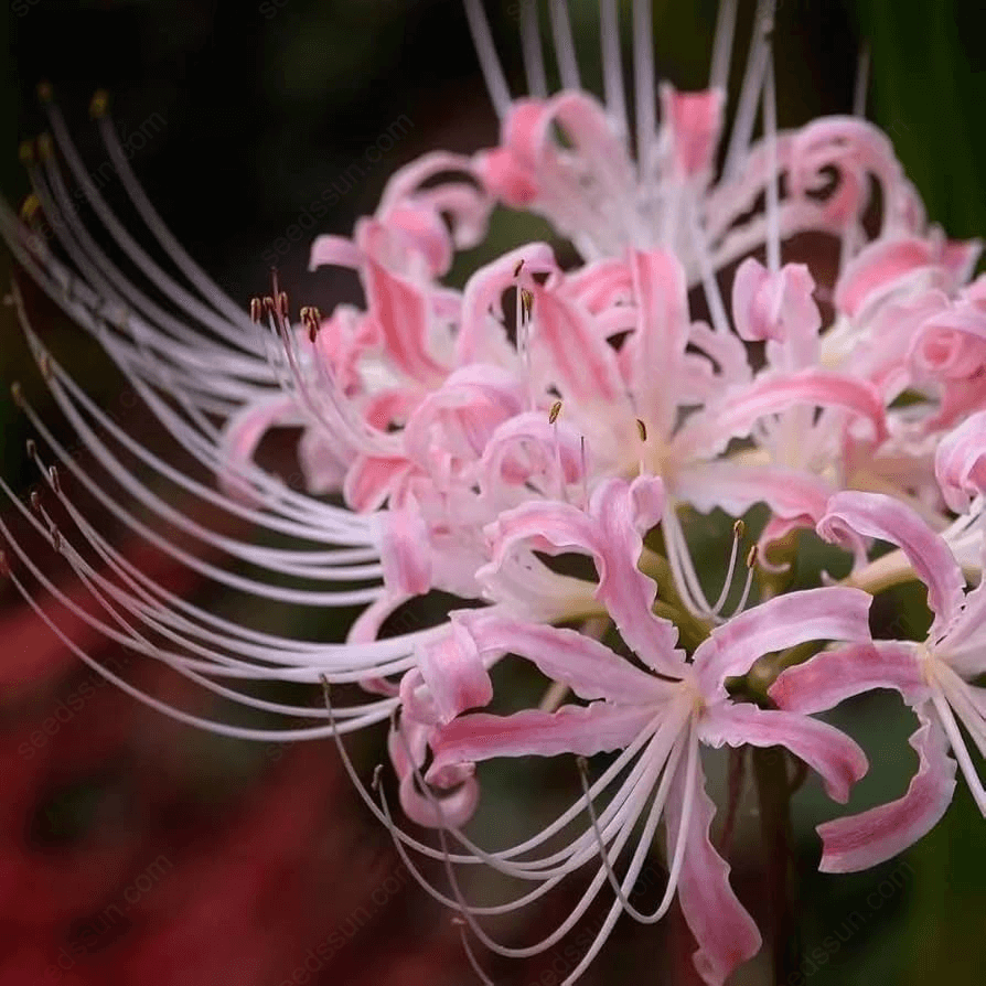 Spider Lily Blubs