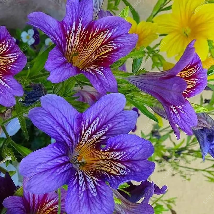 Chilean Morning Glory Seeds