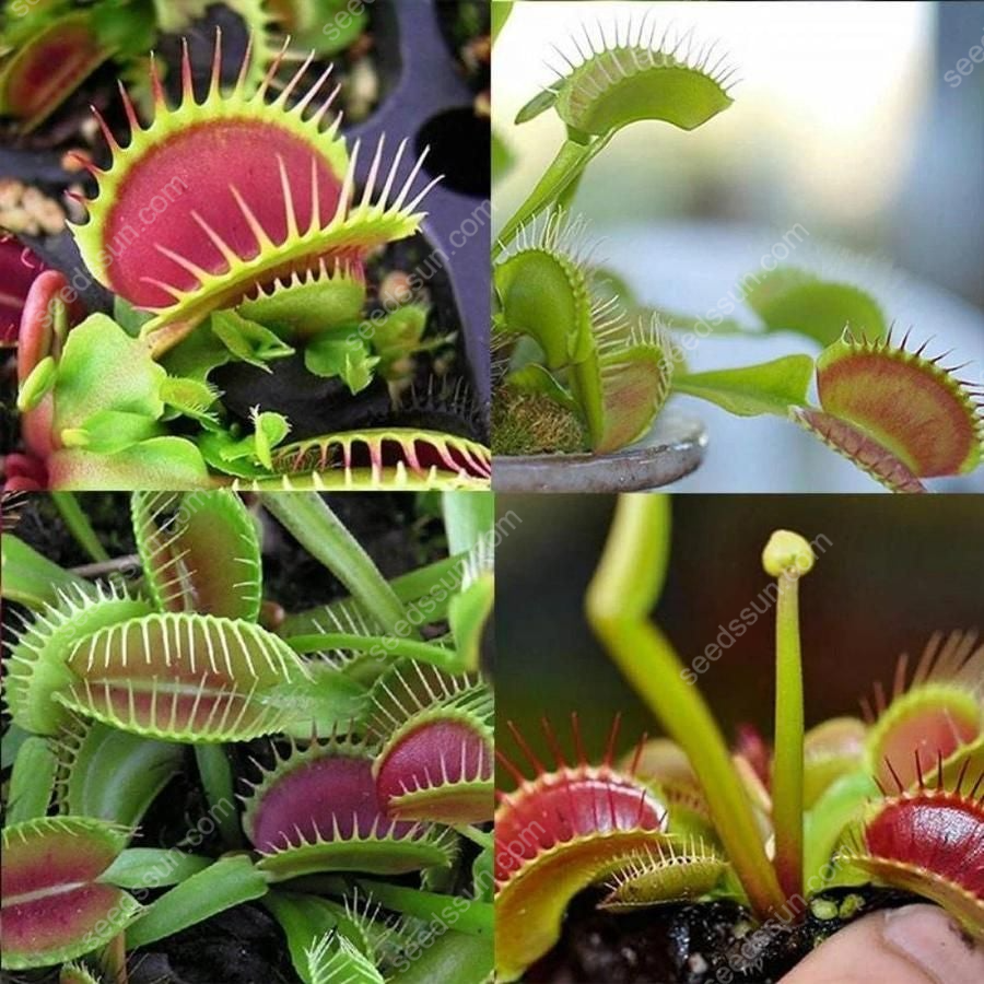 VENUS FLYTRAP SEEDS, PLANT SEEDS, INSECTIVOROUS PLANT