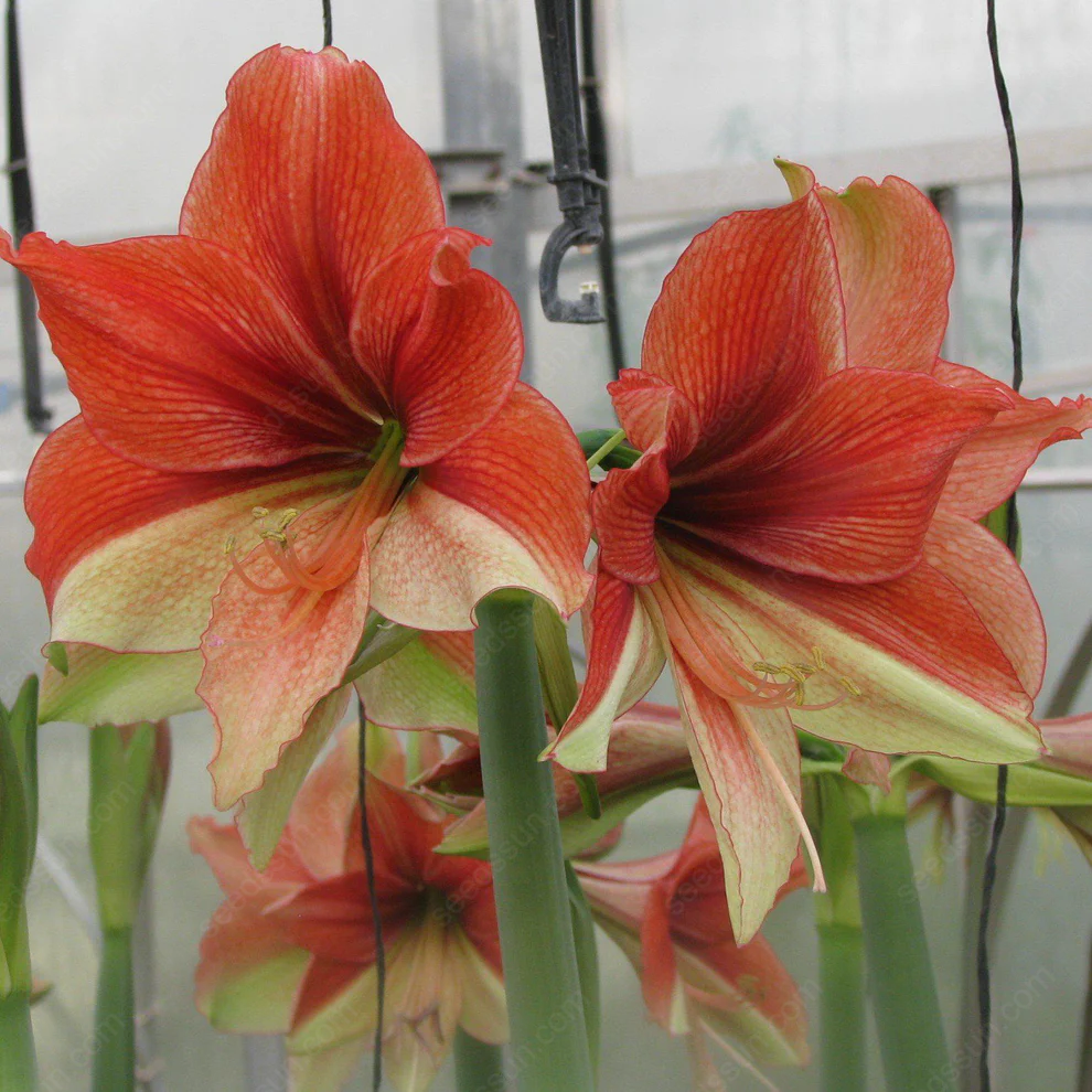Amaryllis Half