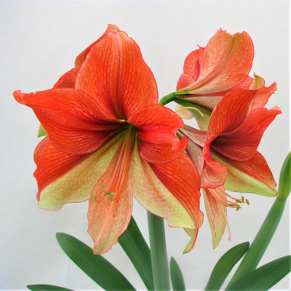 Amaryllis Half