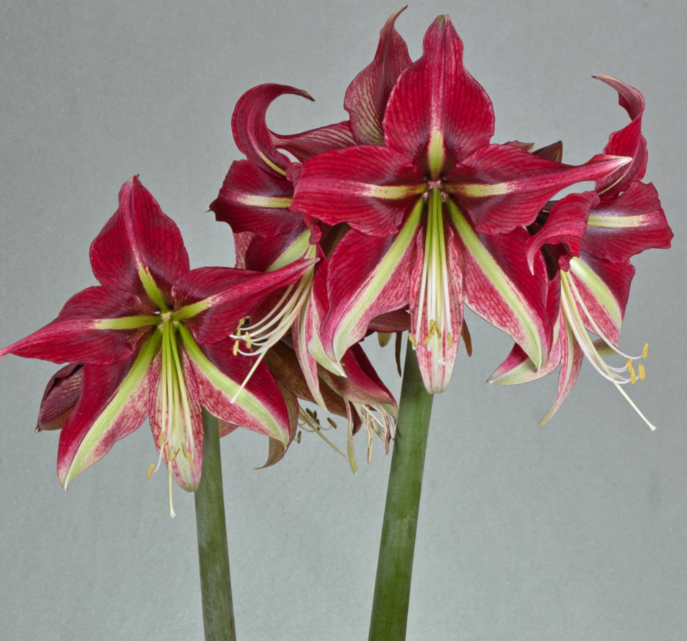 Amaryllis Ruby Star