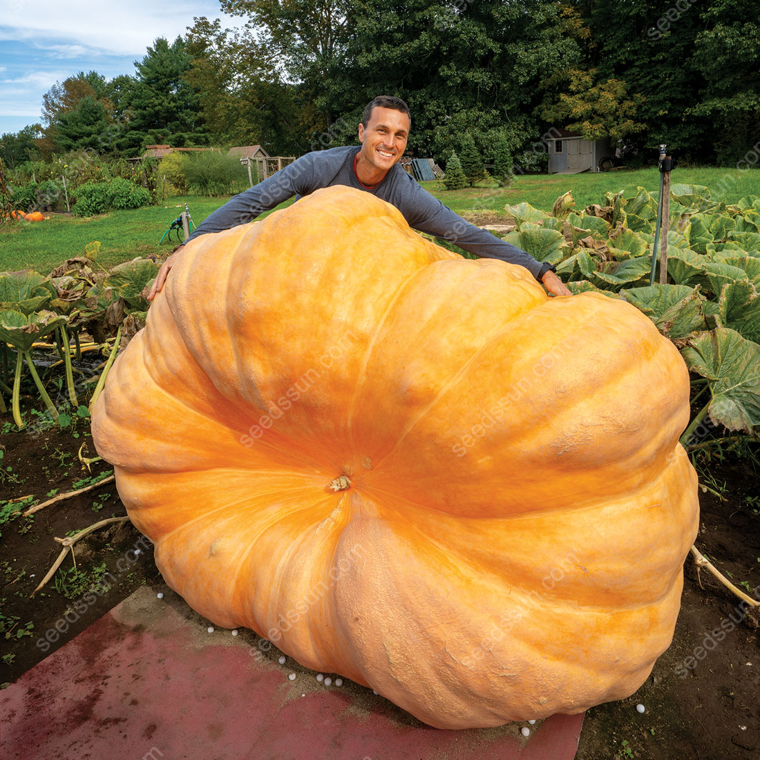 Cucurbita Maxima Seeds🎃