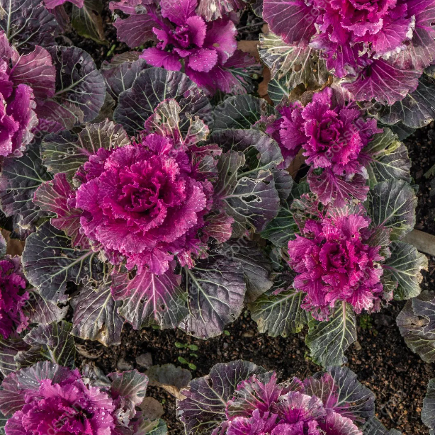 Brassica oleracea var. acephala Seeds