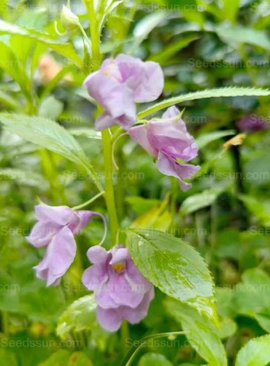 Impatiens seeds mixed color snake-proof seeds
