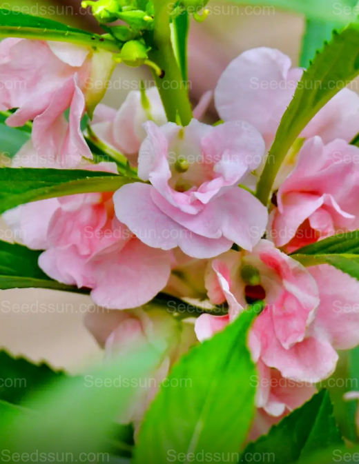 Impatiens seeds mixed color snake-proof seeds