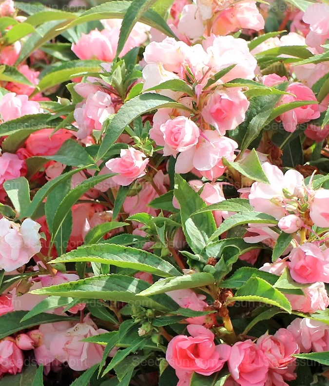 Impatiens seeds mixed color snake-proof seeds