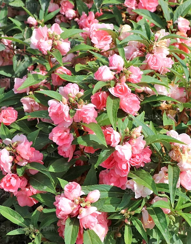 Impatiens seeds mixed color snake-proof seeds