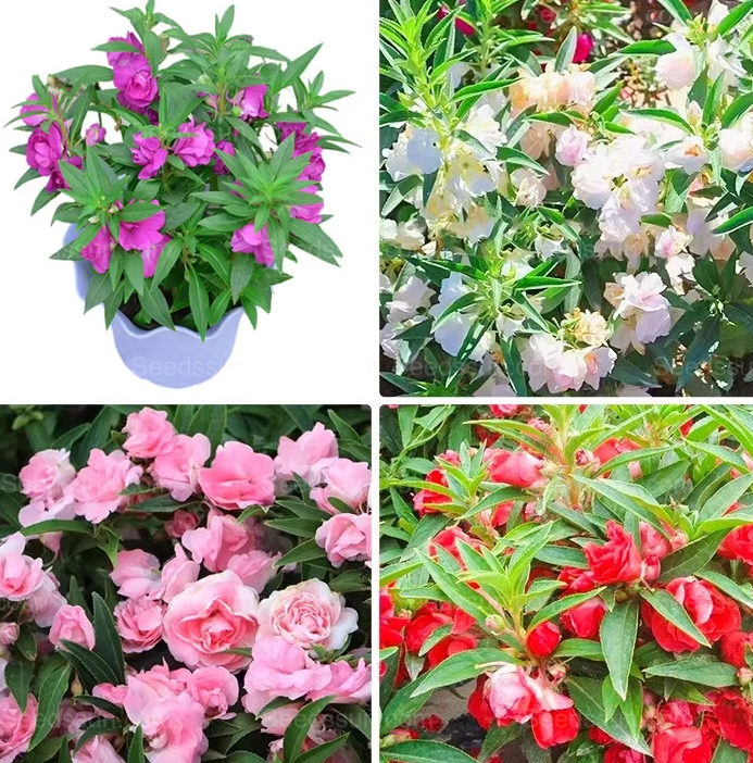 Impatiens seeds mixed color snake-proof seeds