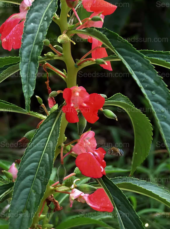 Impatiens seeds mixed color snake-proof seeds