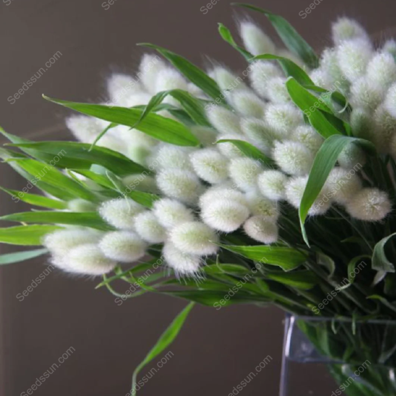 Rabbit Tail Grass Seeds-Easy to sow and bloom in all seasons